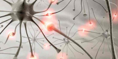 Visual neuronen