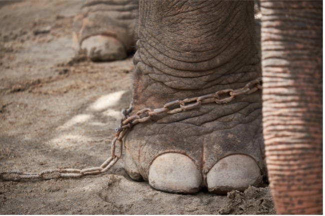 Foto van de voet van een olifant met een ketting eromheen