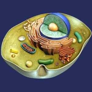 Visualisatie van de organellen in een cel