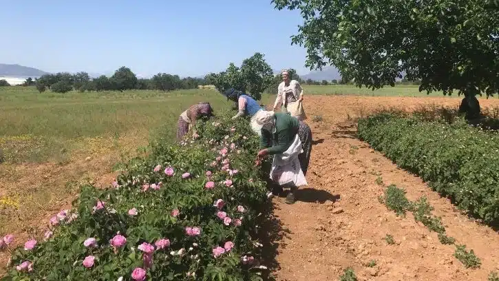 Rozenoogst in de velden van Isparta tijdens de Studiereis Turkije voor therapeuten.