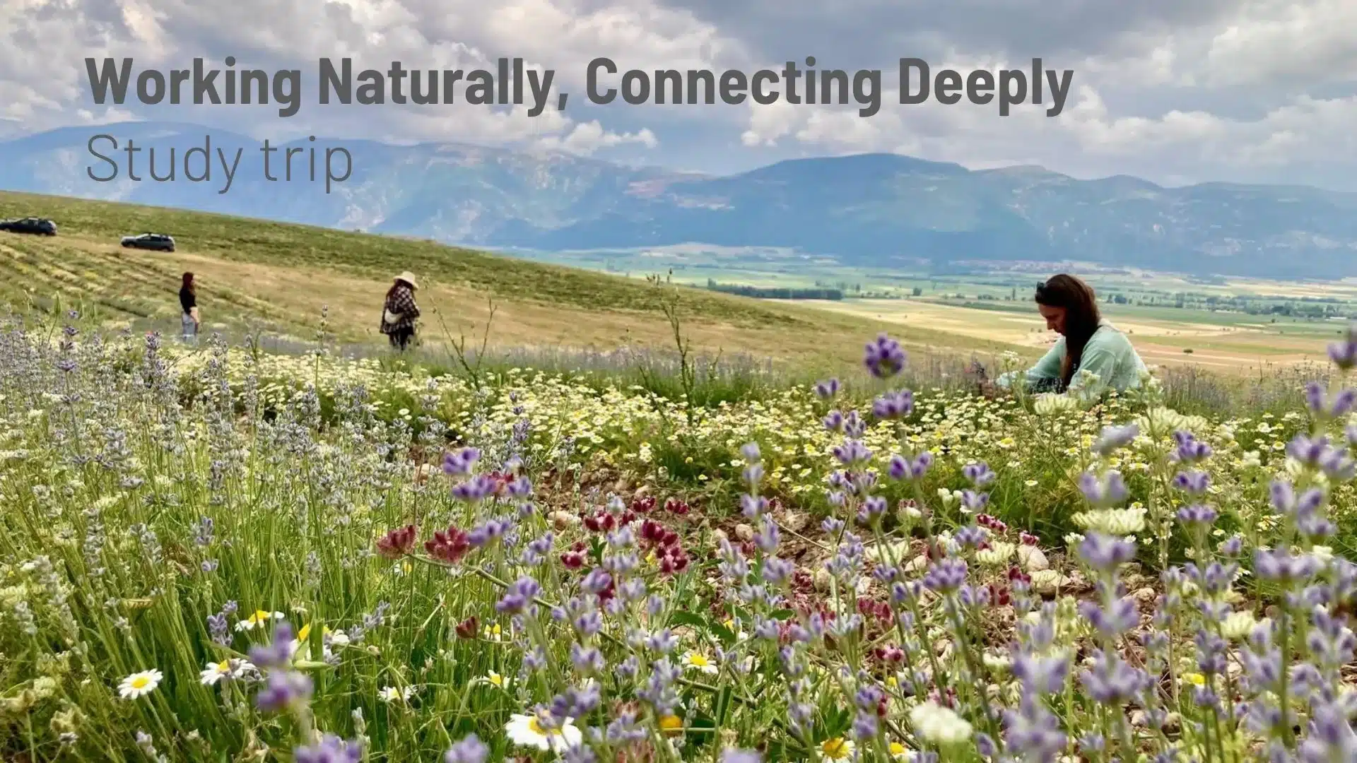 Picking herbs in a field in Turkey Study Trip Working naturally, Connecting Deeply